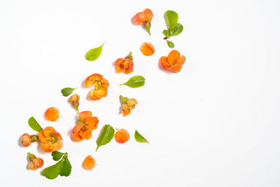 High angle view of orange fruit against white background