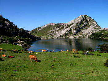 Sheep in a lake