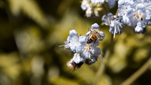 Close-up of butterfly pollinating flower