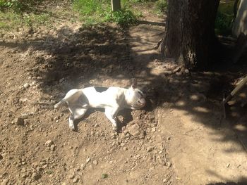 High angle view of dog