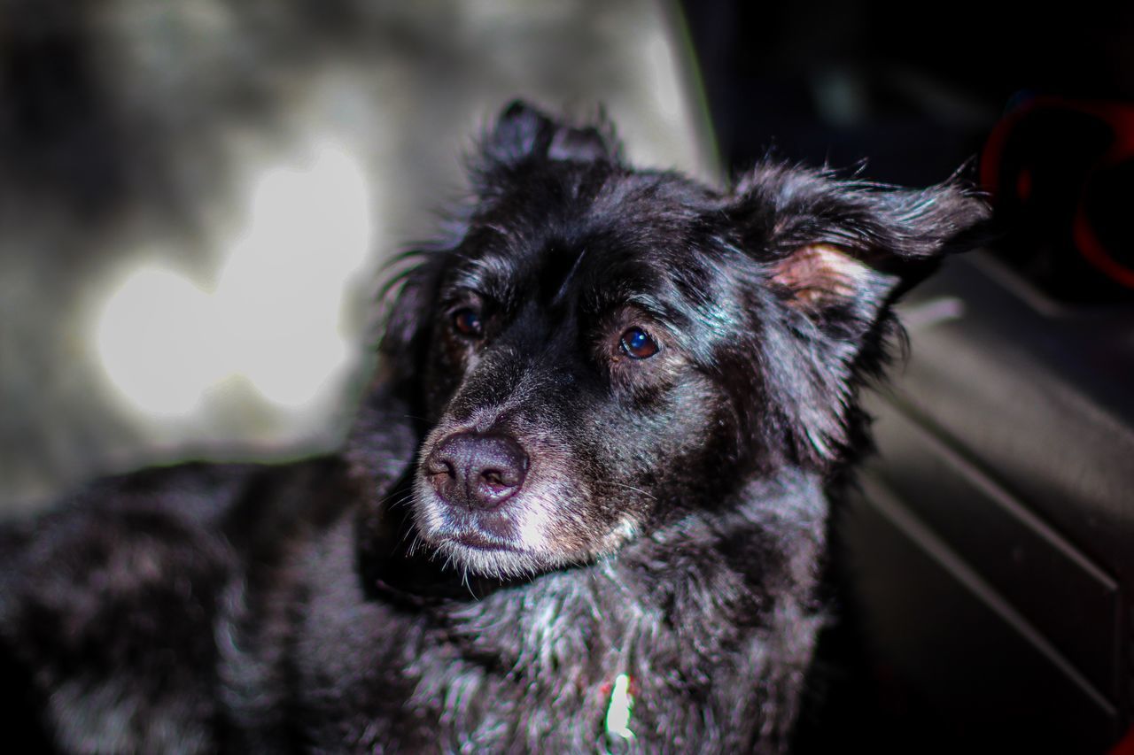 pets, dog, domestic animals, one animal, mammal, animal themes, black color, no people, indoors, focus on foreground, close-up, home interior, day, portrait, looking at camera