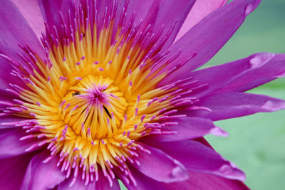 Closed up lotus flower with insect in nature background beautiful and peaceful