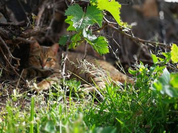 Close-up of cat on plant