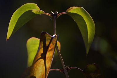 Close-up of hand on plant