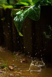 Close-up of leaves floating on water