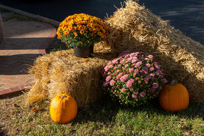 View of pumpkins, mums and bales of hay in autumn