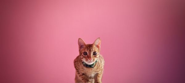 Portrait of cat against pink background