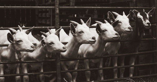 Goats at animal pen