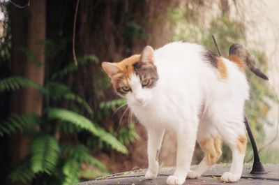 Close-up portrait of cat