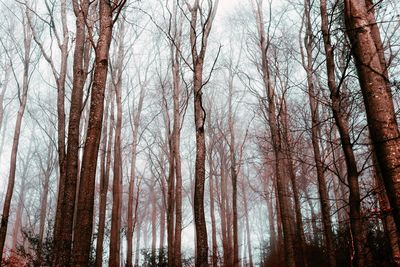 Bare trees in forest during winter