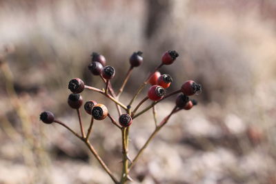 Close-up of berries growing on plant