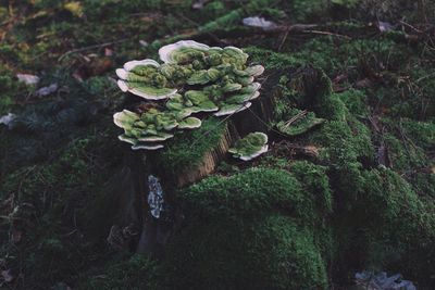 Plant growing on rocks