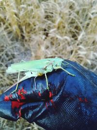 High angle view of insect on leaf