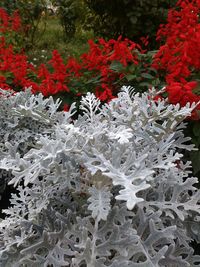 Close-up of red flowers