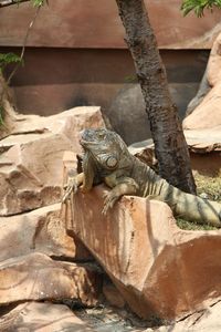 Picture of iguana a kind of reptile on a zoo. iguana is a genus of herbivorous lizards 