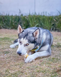 Dog relaxing on field