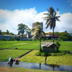 Scenic view of palm trees by lake against sky