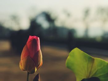 Close-up of red tulip