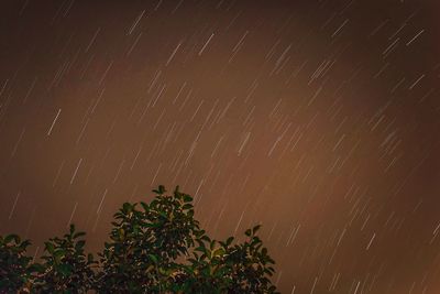 Low angle view of trees against star field