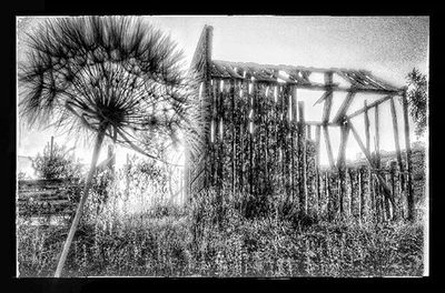 Plants growing against sky