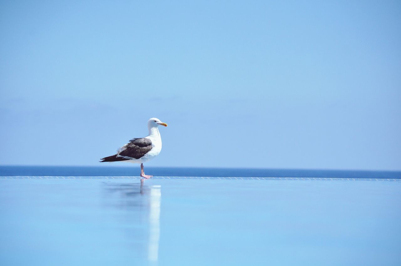 bird, animal themes, animals in the wild, water, clear sky, copy space, wildlife, one animal, seagull, sea, horizon over water, perching, nature, full length, blue, tranquility, side view, beauty in nature, tranquil scene, waterfront