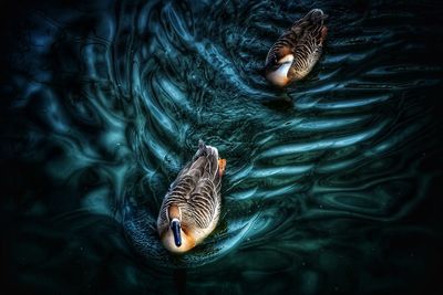 High angle view of duck swimming in lake