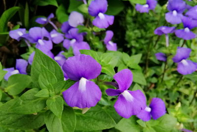 Close-up of purple flowering plants in park