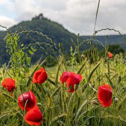 Close-up of red poppy flowers in field