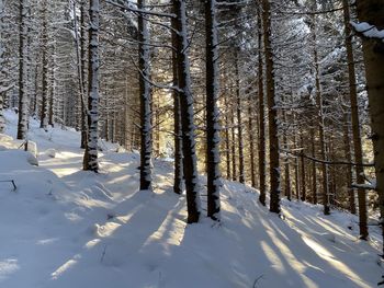 Trees on snow covered field in forest