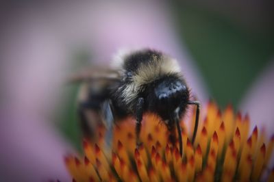 Close-up of bee pollinating flower