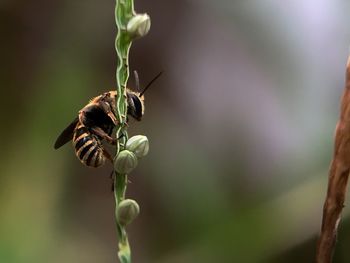 Close-up of bee pollinating on flower