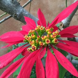 Close-up of red flower