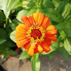 Close-up of orange flower