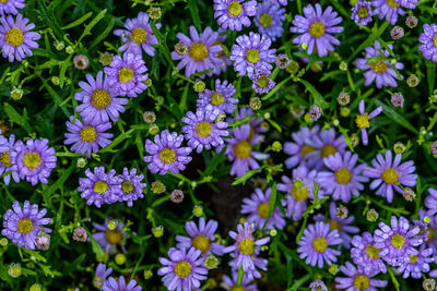 Close-up of purple flowering plants in park