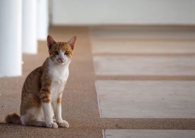 Portrait of cat sitting outdoors