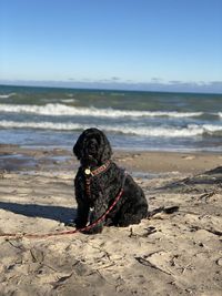 Dog on beach