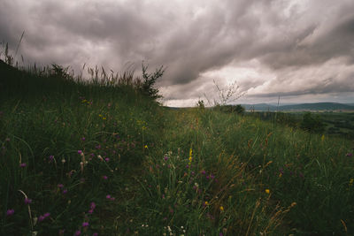 Plants growing on land against sky