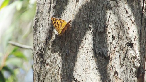 Close-up of butterfly on tree trunk