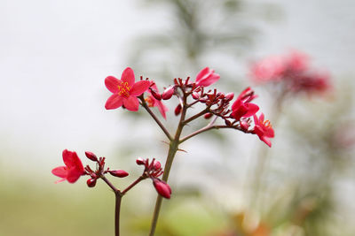 Close-up of red flowers against sky