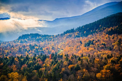 Autumn trees in forest against sky