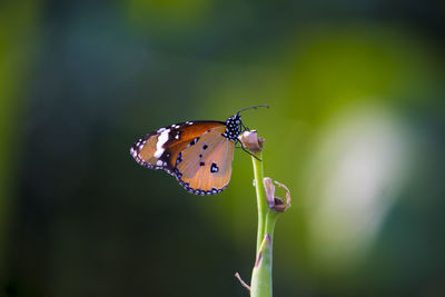 Close-up of butterfly perching on plant