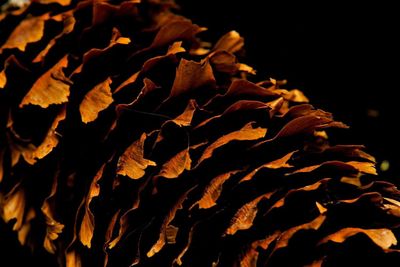 Close-up of leaves at night