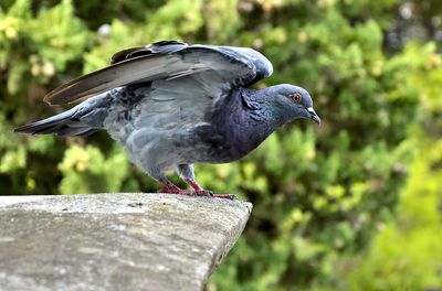 Close-up of bird perching outdoors