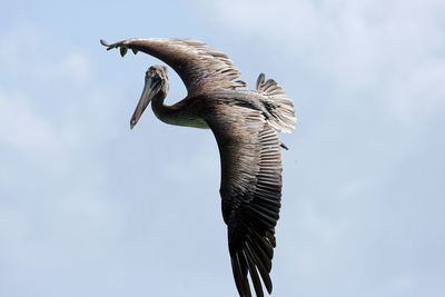 Pelican  flying against sky