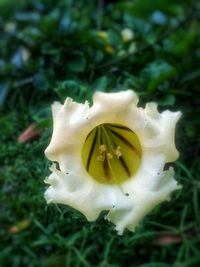 Close-up of white rose flower on field