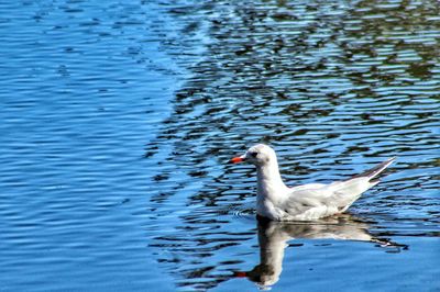 Swan swimming on lake