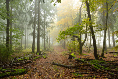 Trees in forest