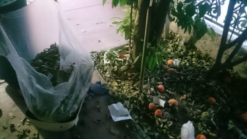 High angle view of pumpkins in greenhouse