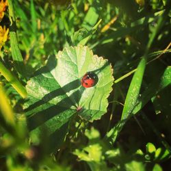 Close-up of ladybug on leaf