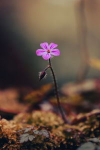 Close-up of purple flowering plant